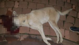 Hatay'da kan donduran olay! Sokak köpeğini pompalı tüfekle öldürdü