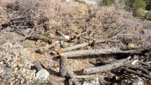 Hazine ve sarı alan arazilerindeki ağaç katliamına tepki