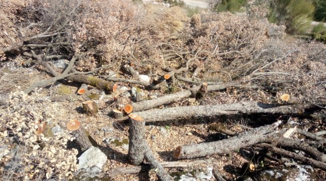 Hazine ve sarı alan arazilerindeki ağaç katliamına tepki