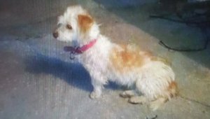 Hırsızlar köpeği çaldılar, yakalandılar