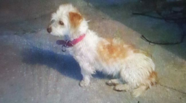 Hırsızlar köpeği çaldılar, yakalandılar