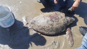 İğnelerin yaraladığı caretta carettayı su altı ekipleri kurtardı