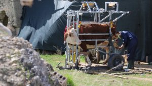 İnekler için manikür pedikür zamanı