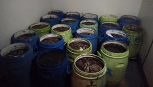 İzmir'de 1 ton deniz patlıcanı ve 1 ton akivades ele geçirildi