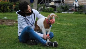 İzmir'in maskotu maskeli keçi