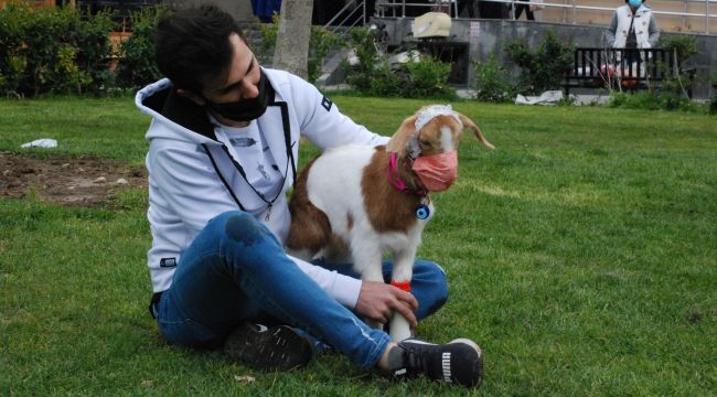 İzmir'in maskotu maskeli keçi