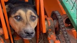 Kafası tarım aracına sıkışan köpek kurtarıldı