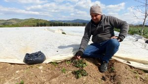 Kar ve don, bakla ve bezelyeyi vurdu