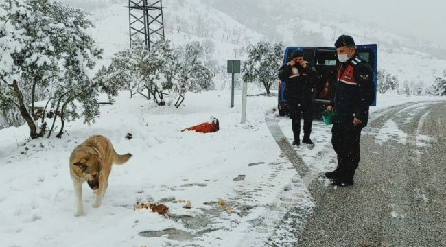 Kardan yol kapanınca hayvanların imdadına jandarma yetişti