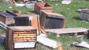 Kış uykusundan uyanan ayılar bal kovanlarına saldırdı