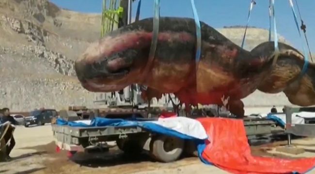 Kıyıda bulundu, müzede sergilenecek