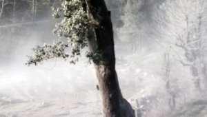 Köyceğiz'e kar değil, beyaz toz yağdı!