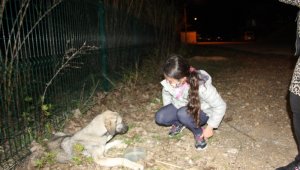 Küçük kız, hasta köpeğin başında ağladı