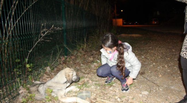 Küçük kız, hasta köpeğin başında ağladı