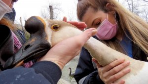 Kuğu ve ördeklere sağlık taraması