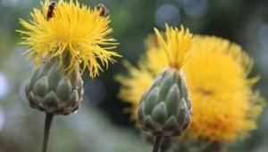 Kuşadası'nda 17 kök 'tülüşah' korumaya alındı