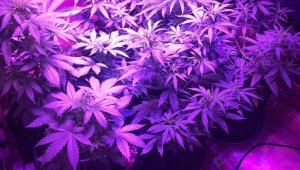 Kuşadası'nda uyuşturucu baskını