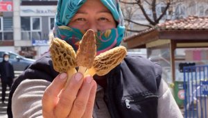 Kuzugöbeğinin kilosu 300 lira