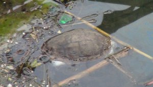 Manavgat Sanayisinde balık ölümleri