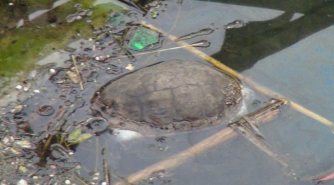 Manavgat Sanayisinde balık ölümleri