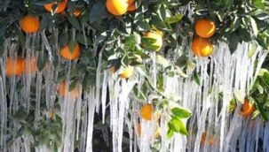 Meteorolojiden zirai don uyarısı