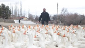 Mühendisliği bırakıp kaz çiftliği kurdu
