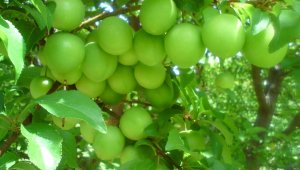 Mut eriği Rusya ve Dubai'ye gönderiliyor