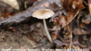 Önce Kuşadası'nda keşfedildi, Hopa'da da bulundu