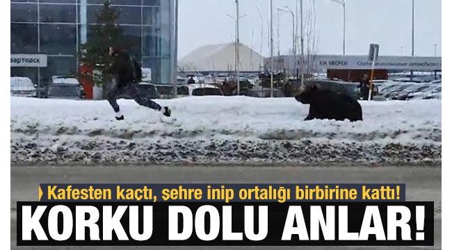 Rusya'da şehre inen ayı paniğe neden oldu