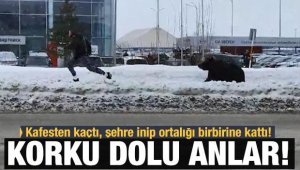 Rusya'da şehre inen ayı paniğe neden oldu
