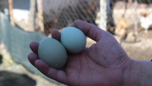 Şaşkınlık uyandıran mavi ve yeşil renkli yumurtalar