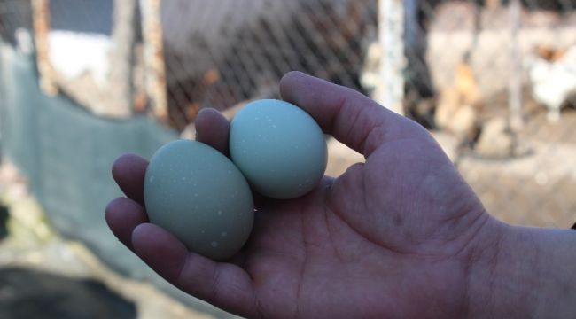 Şaşkınlık uyandıran mavi ve yeşil renkli yumurtalar