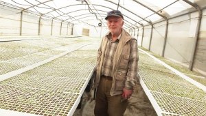 Şeker otu Amerika'ya ihraç ediliyor