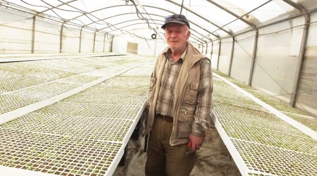 Şeker otu Amerika'ya ihraç ediliyor