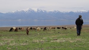 Suların çekildiği baraj havzası hayvanlara otlak oldu