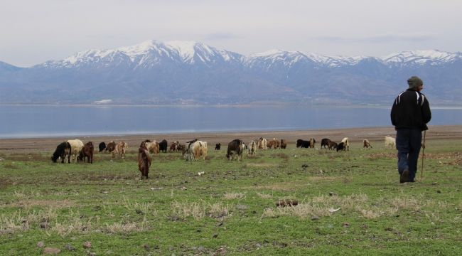 Suların çekildiği baraj havzası hayvanlara otlak oldu