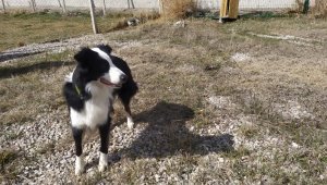 Türkiye'nin koronayı teşhis eden dedektör köpeği