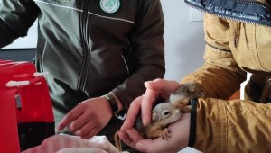Yardıma muhtaç hayvanlara Doğa Koruma el uzattı