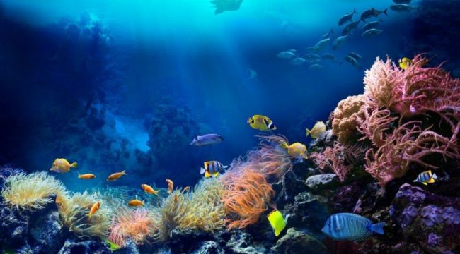 2020, 'Sessiz Okyanus Yılı' ilan edildi