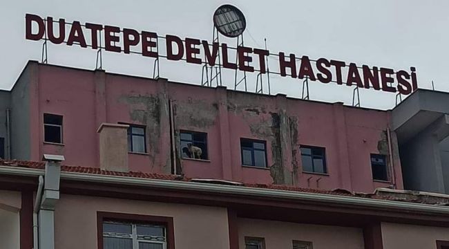 9. kattaki pencerede duran köpeği ikaz eden vatandaş gülümsetti