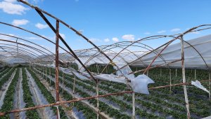 Antalya'da şiddetli rüzgar seralara zarar verdi