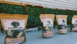 Ata tohumları Bergama'da toprakla buluşuyor