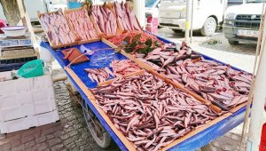 Av yasağı başladı