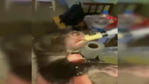 Aydın'da bulunan yavru kaya sansarı korumaya alındı