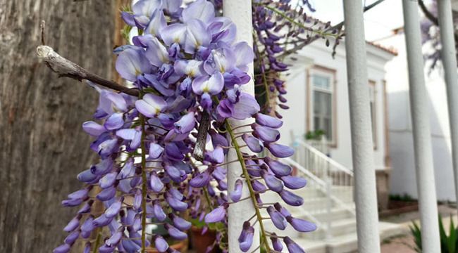 Ayvalık'ta mor salkım güzelliği 