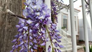 Ayvalık'ta mor salkım güzelliği 