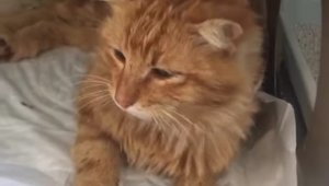 Bodrum'da kediyi kurşunladılar