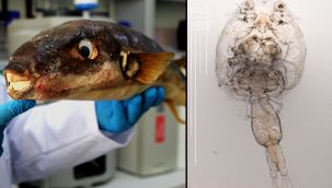 Bu parazitler yüzünden birçok balık türü tehlikede