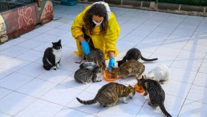 Buca'da engelli kedilere 5 yıldızlı hizmet