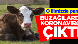 Buzağılarda koronavirüs çıktı